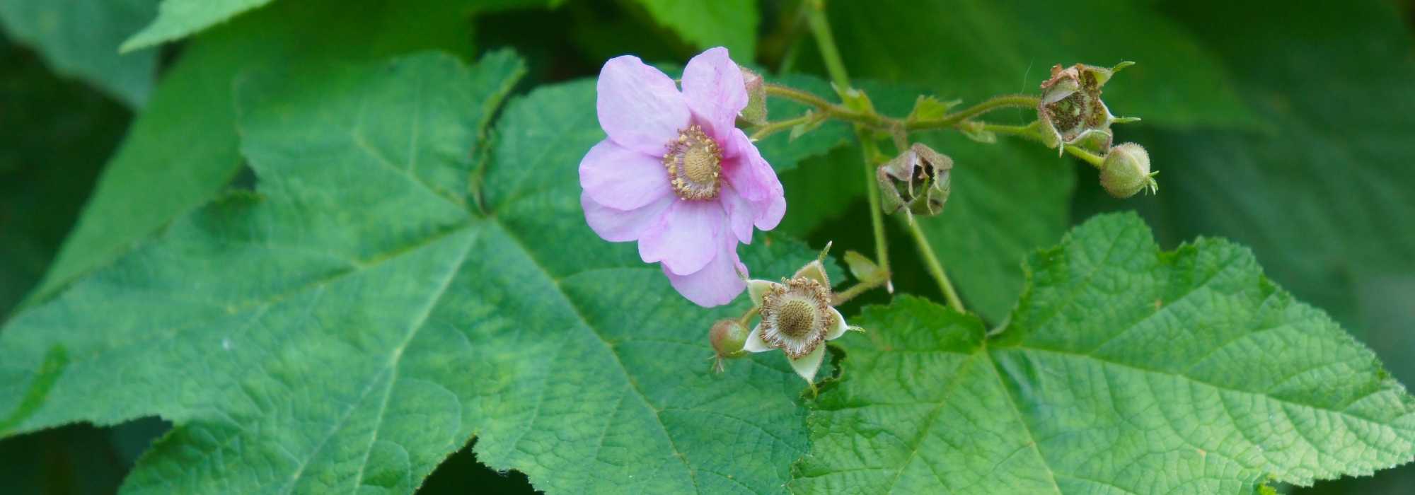 Rubus or Ornamental Bramble: Choosing and Caring for It