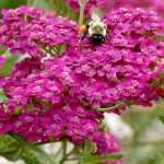 How to choose an achillea?