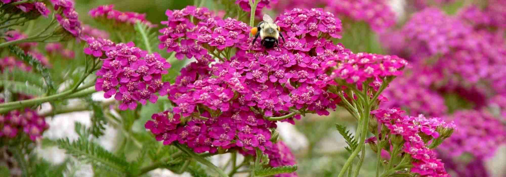 How to choose an achillea?