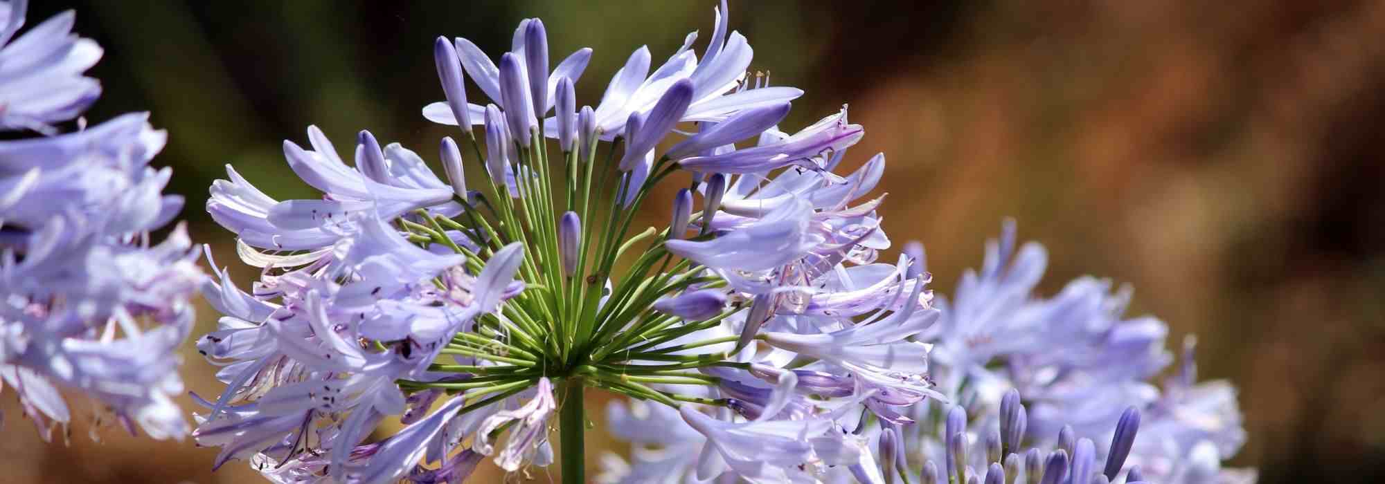 5 Agapanthus to grow in pots