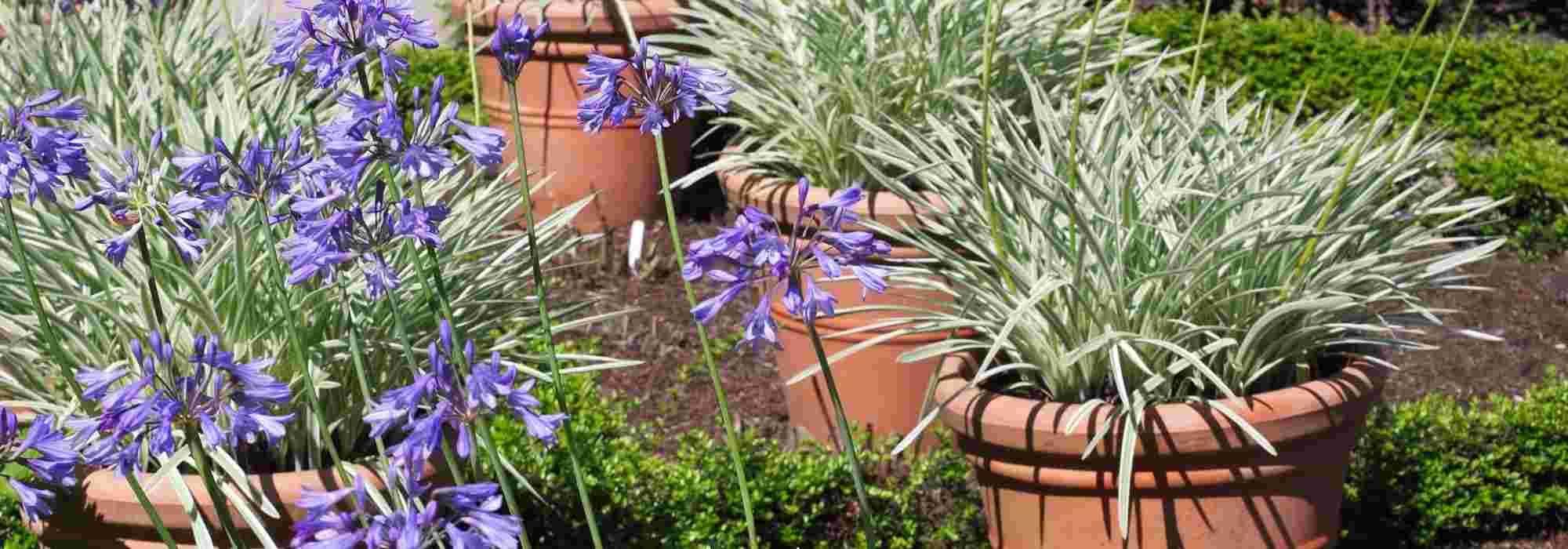 How to grow an agapanthus in a pot?