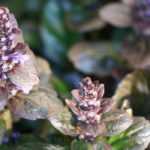 How to choose an ajuga?