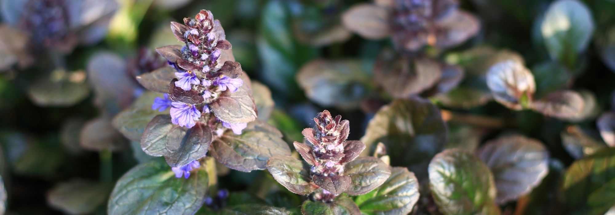 How to choose an ajuga?