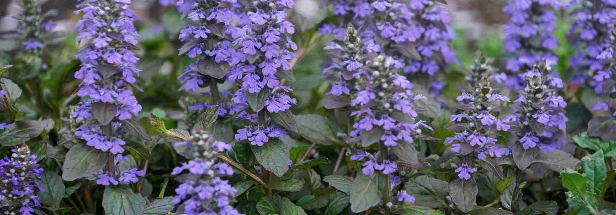 How to grow an ajuga in a pot?