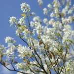 Associate the Amelanchier