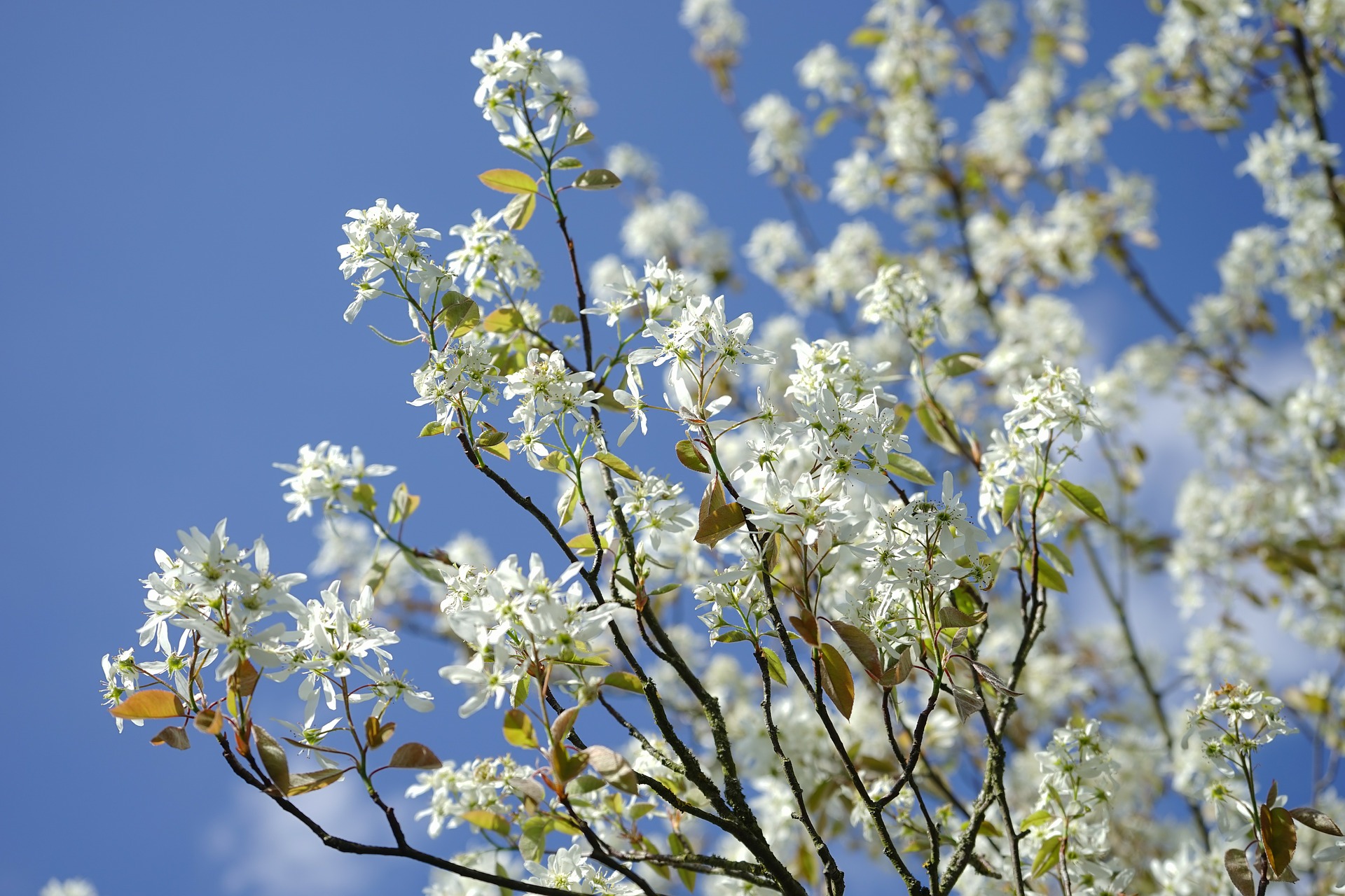 Associate the Amelanchier