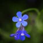 Bugloss, Anchusa: 5 companion planting ideas