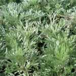 Growing a wormwood in a pot