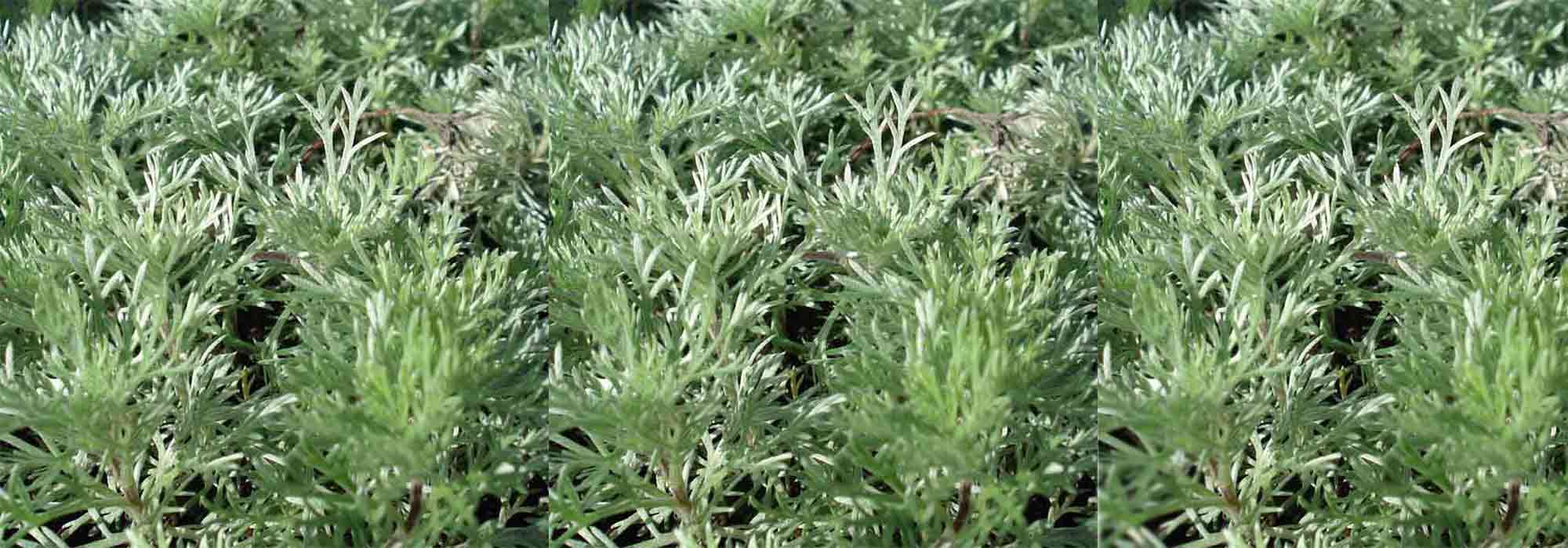 Growing a wormwood in a pot