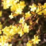 Winter jasmine associations: 5 lovely scenes