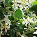 7 ideas to combine Star Jasmine