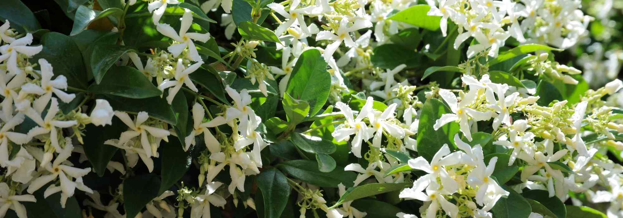 7 ideas to combine Star Jasmine