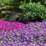 Aubrieta: pairing ideas