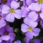 How to grow Aubrieta in a pot?