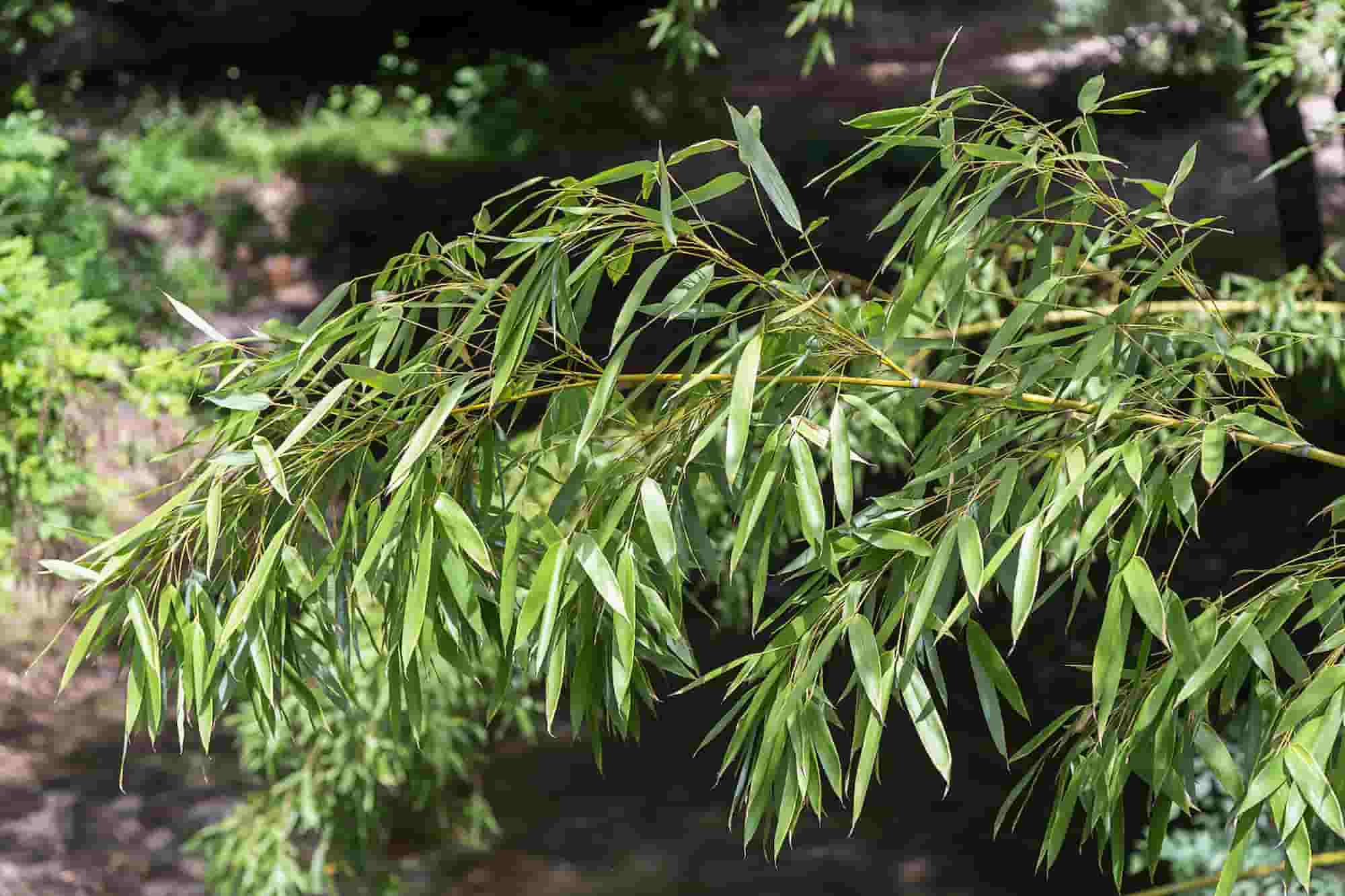 Bamboo diseases and pests
