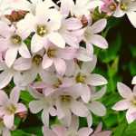 7 Great Campanulas for Border Planting