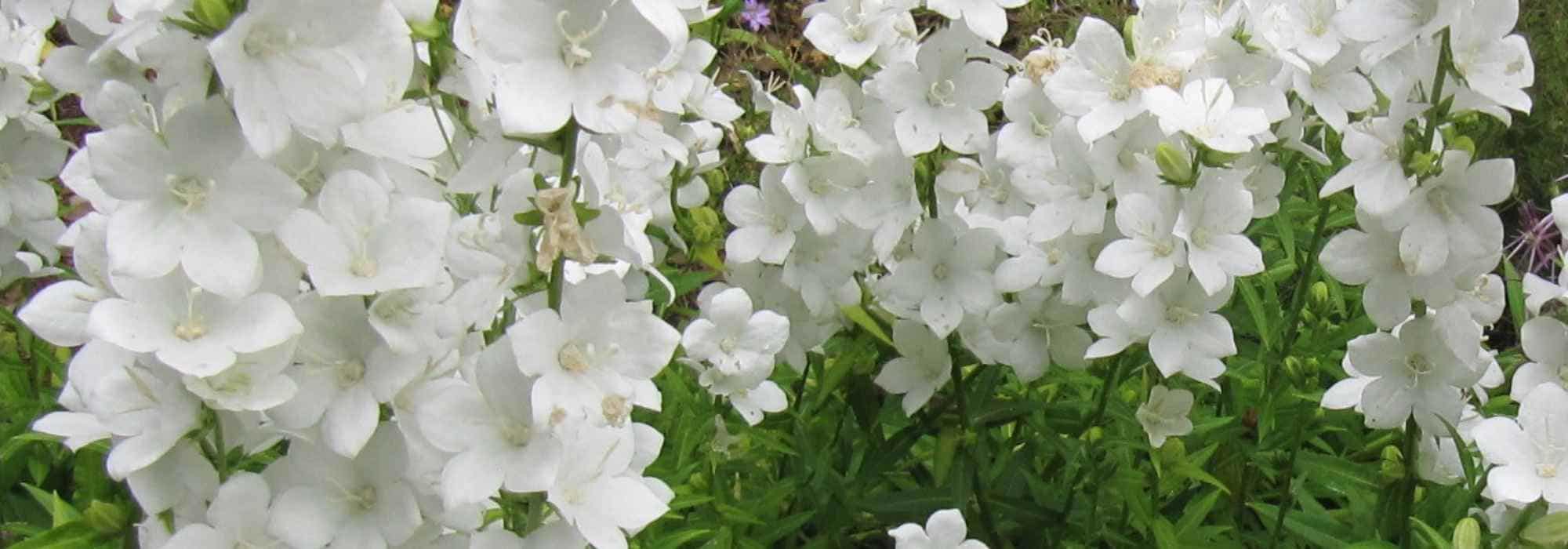 White campanulas