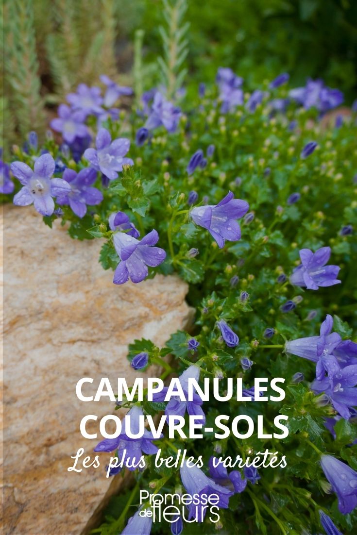 campanulate ground covers