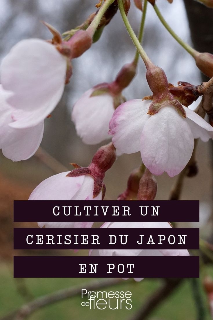 Growing a Japanese Cherry Tree in a Pot