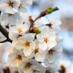 Growing a Japanese cherry tree in a pot
