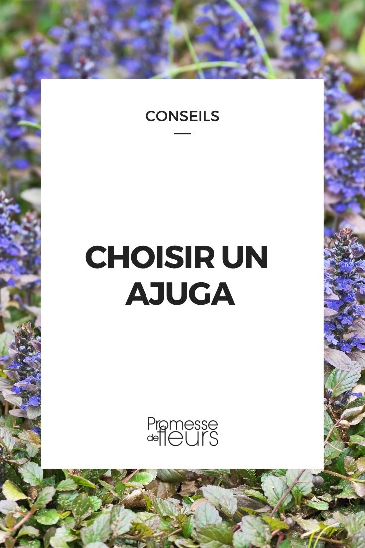 Ajuga: Buying Guide