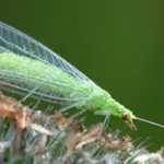 The green lacewing, a beneficial insect in the garden