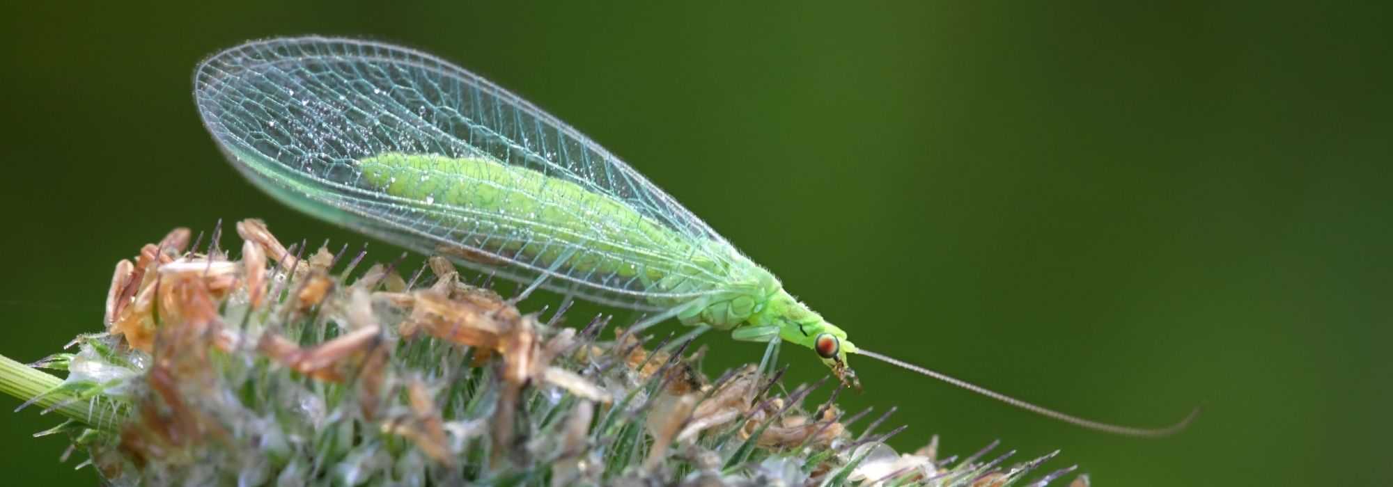 The green lacewing, a beneficial insect in the garden