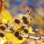 How to combat the plane tree tiger moth?