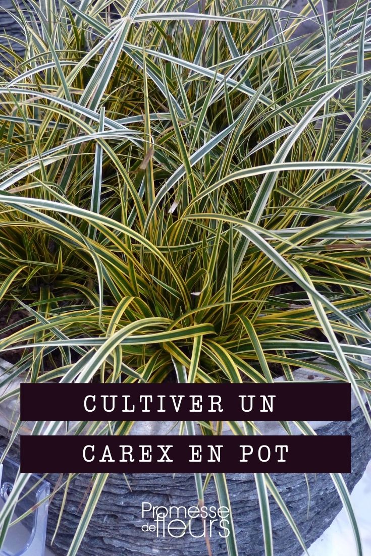 Cultivating and Maintaining Carex in Containers

Carex, commonly known as sedges, are versatile and attractive grass-like plants that thrive in a variety of environments. Growing them in containers is an excellent way to add texture and interest to patios, balconies, or any outdoor space. Here’s a guide to help you successfully cultivate and maintain Carex in pots.

**Choosing the Right Container**
Select a pot that complements the size and style of your Carex. Ensure it has adequate drainage holes to prevent waterlogging, which can be detrimental to the plant’s health. A breathable material like terracotta is ideal as it allows for better air circulation around the roots.

**Soil and Planting**
Carex prefers well-draining soil rich in organic matter. Mix two parts of garden soil with one part compost and one part perlite to create an ideal growing medium. Plant the Carex at the same depth it was in its nursery pot to avoid burying the crown of the plant.

**Location**
Position your Carex in an area that receives partial shade to full sun, depending on the specific variety. Some species tolerate full sun, while others need protection from intense midday rays. Check the plant’s tag for specific light requirements.

**Watering**
Water your potted Carex regularly to keep the soil consistently moist but not soggy. The frequency of watering will depend on the climate, the size of the container, and the time of year. During hot, dry periods, you may need to water more frequently.

**Feeding**
Feed your Carex with a balanced, slow-release fertilizer at the beginning of the growing season to support healthy growth. Avoid over-fertilizing, which can lead to poor plant health and less resilience against pests and diseases.

**Pruning and Maintenance**
Trim back any dead or yellowing foliage to keep the plant looking tidy and to encourage new growth. In early spring, cut back the foliage to a few inches above the ground to allow for fresh, vibrant growth in the coming months.

**Overwintering**
If you live in a region with harsh winters, consider moving your Carex indoors or to a sheltered area during the coldest months. Alternatively, you can mulch heavily around the base of the plant to provide extra insulation.

**Pest and Disease Management**
Carex is relatively low-maintenance but can occasionally suffer from pests like aphids or issues like root rot due to overwatering. Monitor your plants regularly and take action promptly if you notice any signs of distress.

By following these guidelines, you can enjoy the lush, flowing beauty of Carex in your container garden throughout the year. Whether used as a standalone feature or combined with other plants, Carex can bring a natural elegance to any setting.