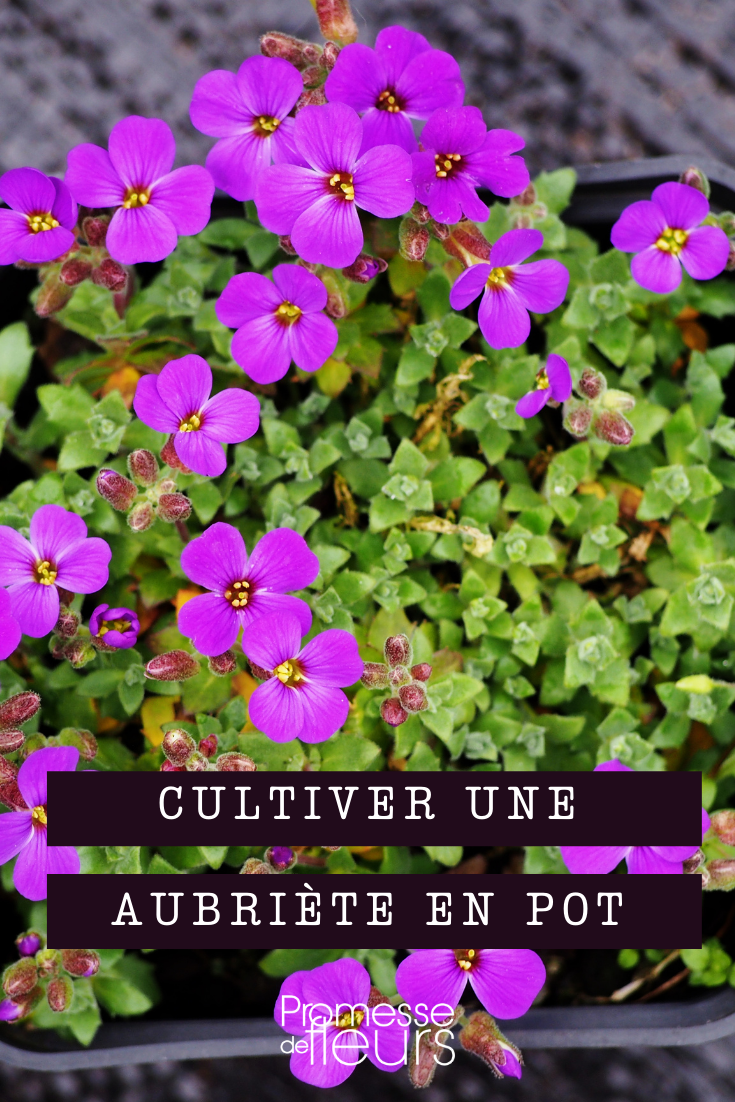 Sowing and Planting Aubrieta in a Pot