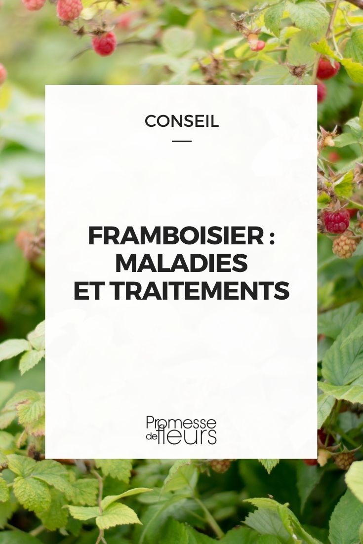 Raspberry: Diseases and Parasitic Issues