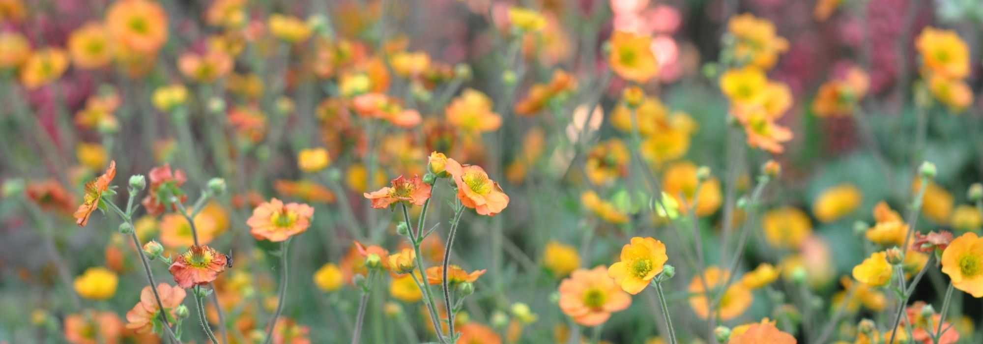 Geum, Avens: how to choose?