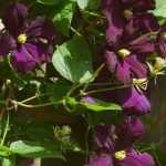 Climbing plant: the different support systems