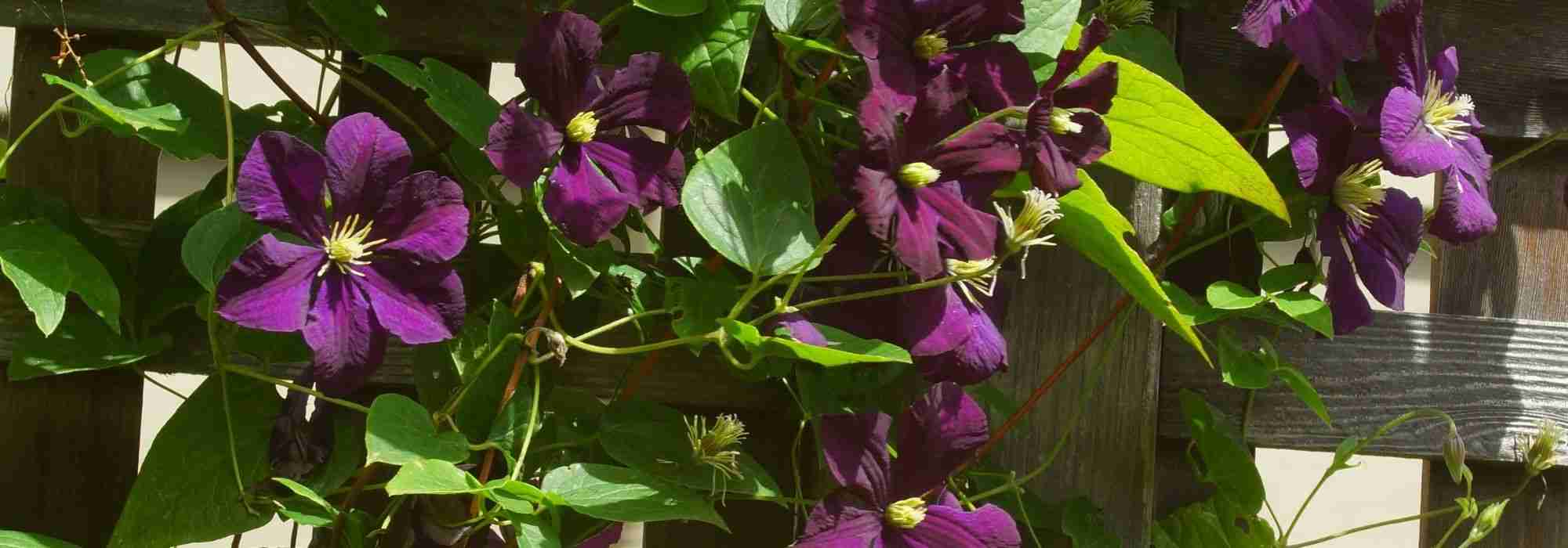 Climbing plant: the different support systems