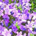 6 campanulas for borders