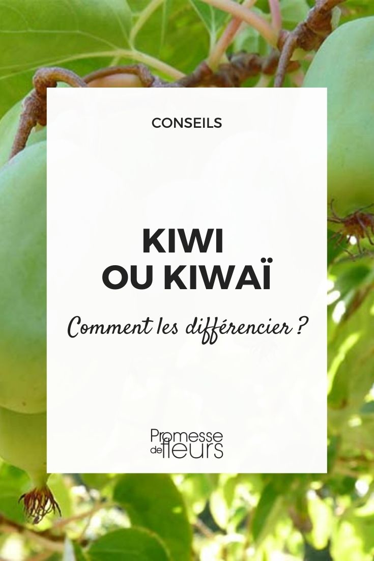 Kiwi or Kawaii: Understanding the Difference

When discussing "kiwi" and "kawaii," it's essential to clarify that we are dealing with two vastly different concepts. The term "kiwi" refers to both a fruit and a bird, while "kawaii" is a Japanese word meaning "cute."

The kiwi fruit, scientifically known as Actinidia deliciosa, is a nutritious berry with a fuzzy brown skin and bright green flesh speckled with tiny black seeds. It's known for its unique sweet and tangy flavour and numerous health benefits, including high vitamin C content.

On the other hand, the kiwi bird, a national symbol of New Zealand, is a small, flightless bird with a long beak. It's a unique species, often associated with the country's native wildlife and cultural heritage.

"Kawaii," meanwhile, is a term used to describe a cultural and aesthetic style in Japan that embodies all things adorable and appealing. This concept is often seen in various forms of media, including fashion, art, and popular culture, influencing a wide array of products and animations.

Understanding these distinctions is crucial, especially when engaging in discussions or reading content where these terms may appear. Whether you're exploring natural sciences or delving into cultural phenomena, recognizing the context in which these words are used will enhance your comprehension and appreciation of the subjects.