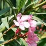 Diseases and pests of oleander