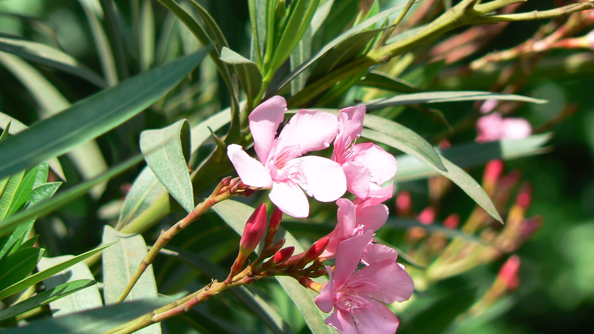 Diseases and pests of oleander