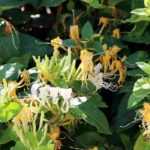 How to grow Honeysuckle in a pot?