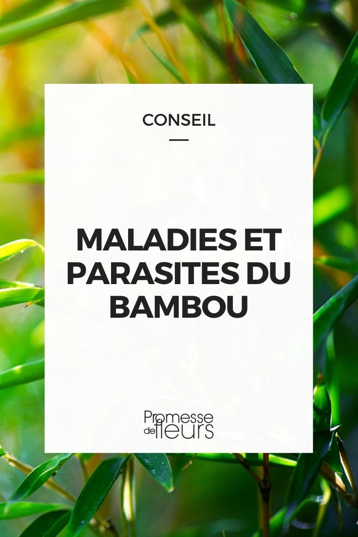 Diseases and Parasitic Issues of Bamboo Plants