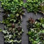 How to create an outdoor living wall?