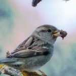 What do the birds in our gardens eat?