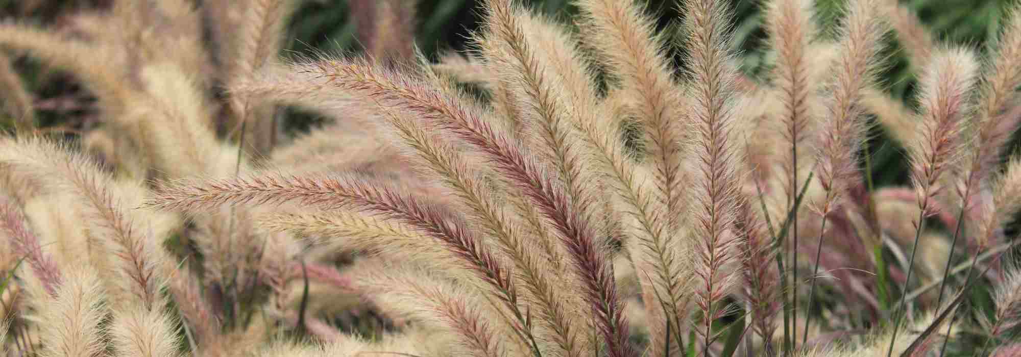 Feathery inflorescences