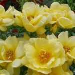 The most beautiful Decorosiers