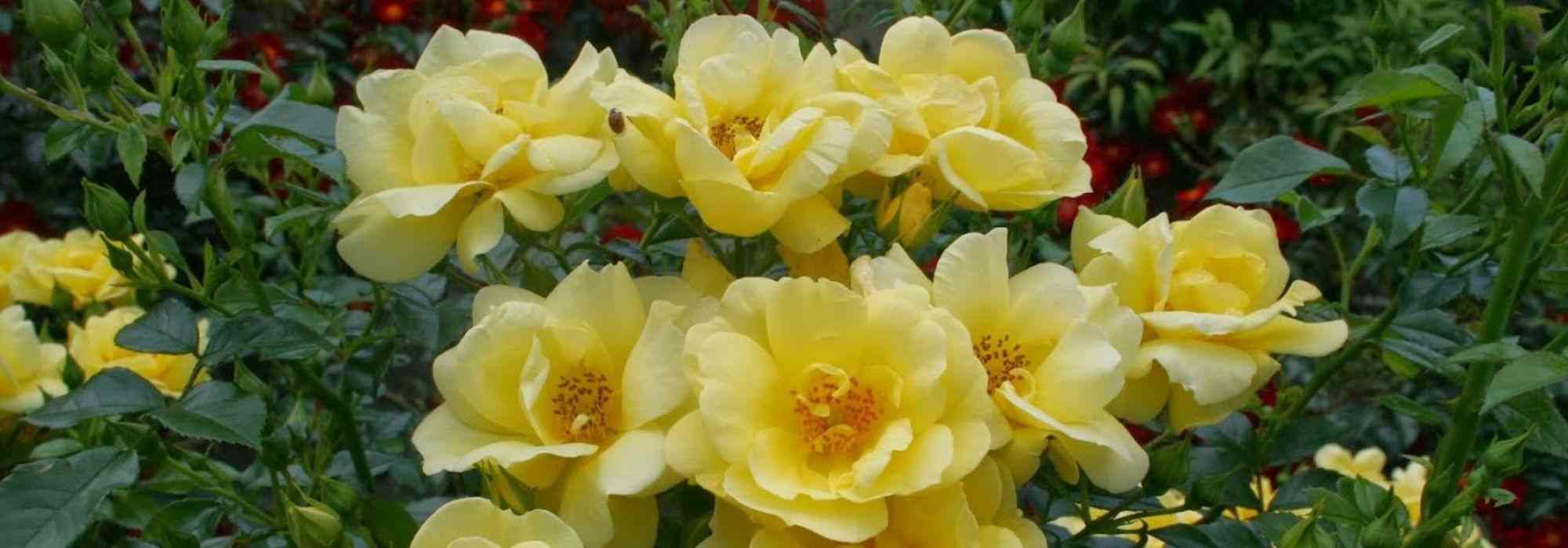 The most beautiful Decorosiers