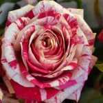 The most beautiful variegated roses