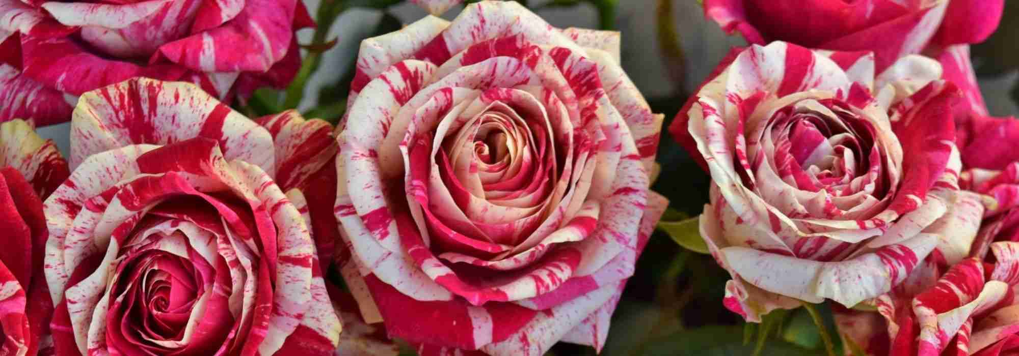 The most beautiful variegated roses