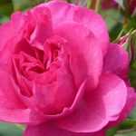 The most beautiful Poulsen roses