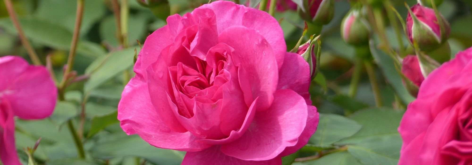 The most beautiful Poulsen roses