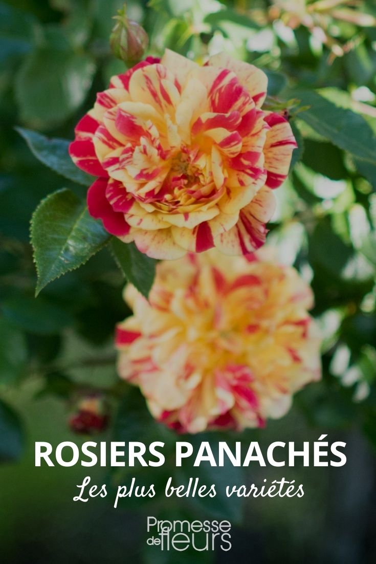 variegated rose, either bicolor or multicolor